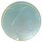 ERF Filter 130mm Artesky (SKU: ERF-130)