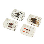 Zestaw owad�w i paj�czak�w do obserwacji mikroskopowej (Celestron, #44409, nr 3)