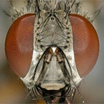 Helicon Focus Lite + Filter + wieczysta gwarancja - oprogramowanie do obr�bki zdj�� mikroskopowych