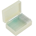 Zestaw 15 preparat�w biologicznych pokazowych w plastikowej walizeczce (preparaty biologiczne)