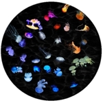 Night Jellyfish - dysk do planetarium Sega Toys (Astrial)