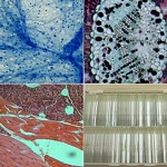 Zestaw 100 preparat�w biologicznych w plastikowej walizeczce (preparaty biologiczne)