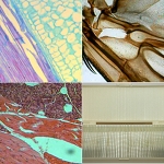 Zestaw 50 preparat�w biologicznych pokazowych w plastikowej walizeczce (preparaty biologiczne)