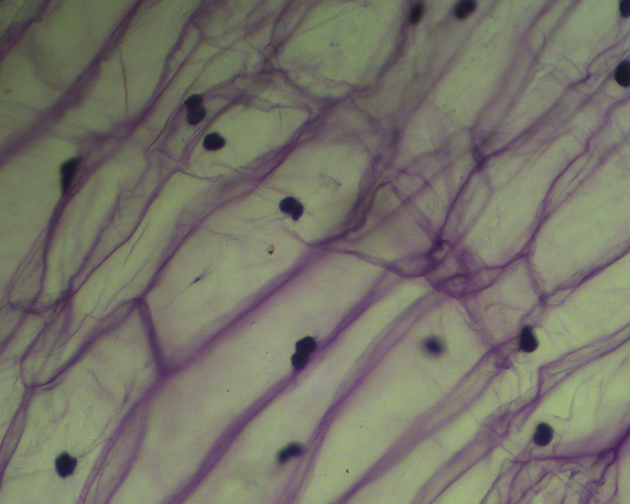 Okular elektroniczny Bresser MicroCam 3,0 mln pikseli