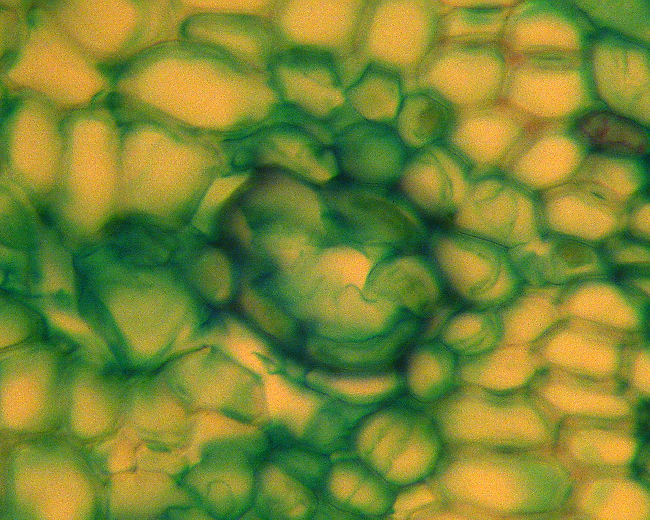 Okular elektroniczny Bresser MicroCam 3,0 mln pikseli