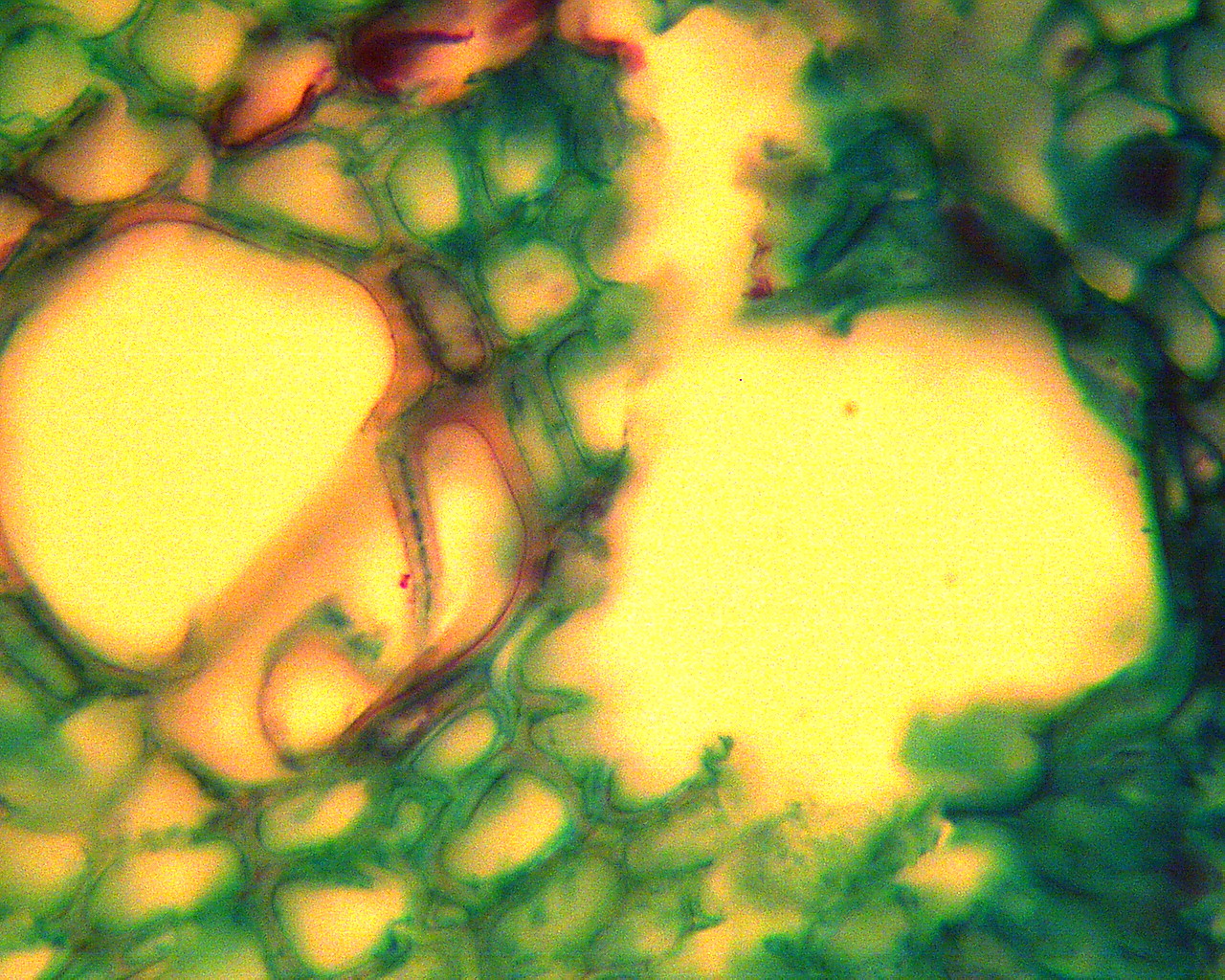 Okular elektroniczny Bresser MicroCam 3,0 mln pikseli