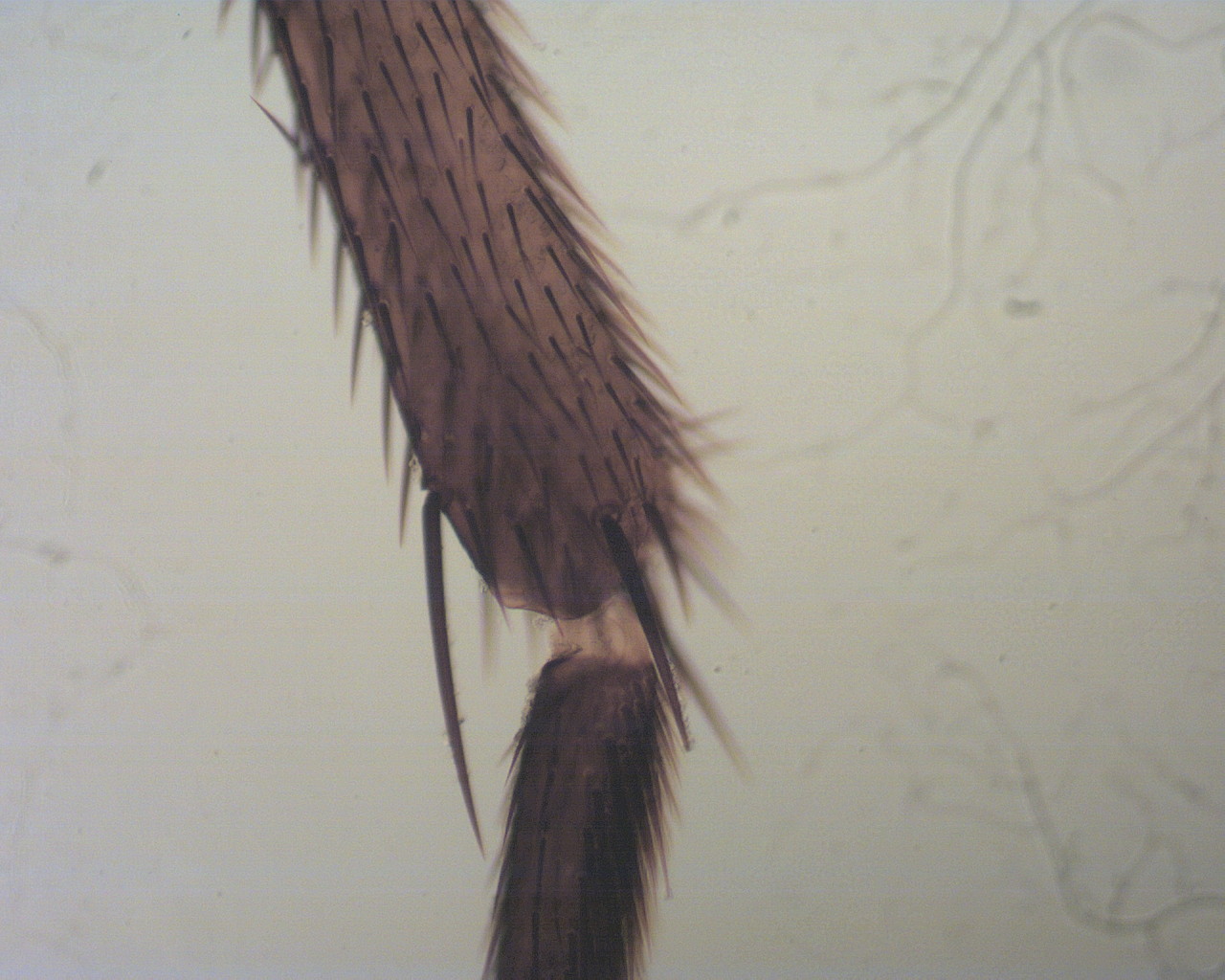 Mikroskop laboratoryjny Biotech M-100FL