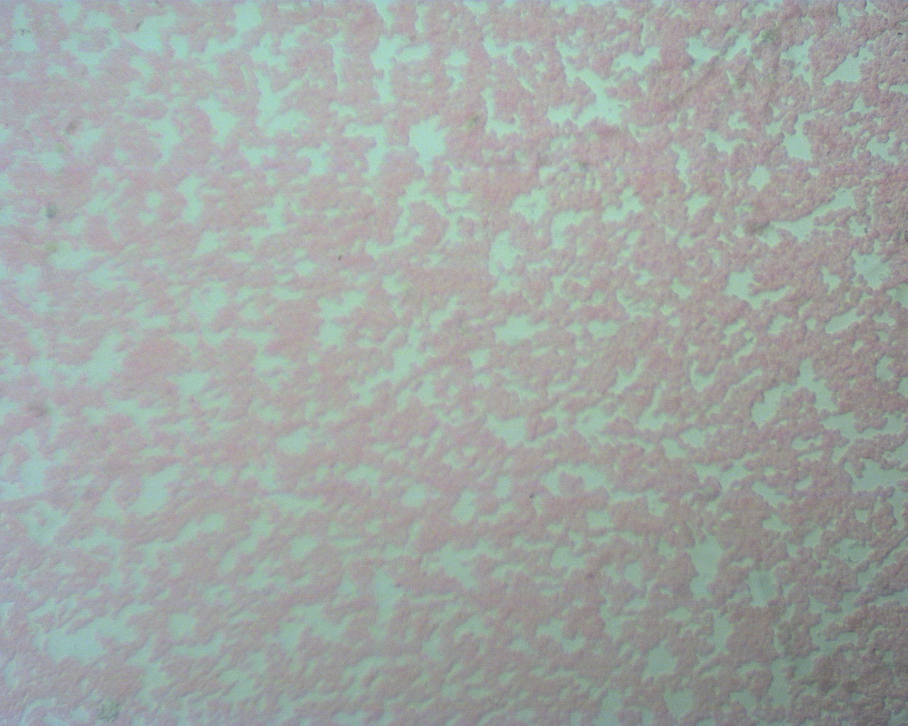 Okular elektroniczny / kamera do mikroskop�w TPL MicroCam 1,3 mln pikseli 1280x1024