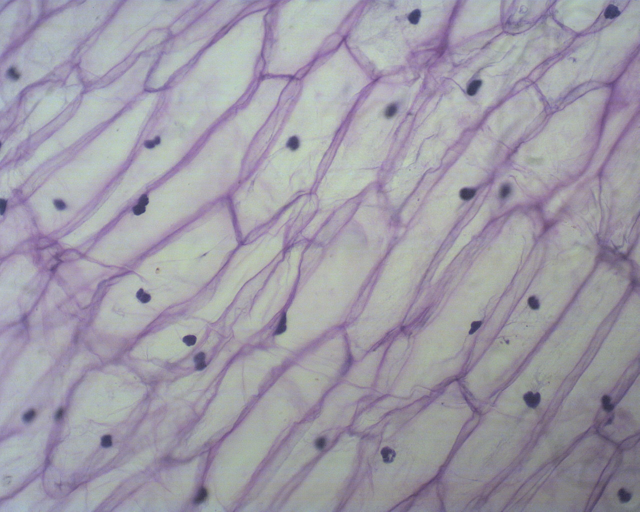 Okular elektroniczny / kamera do mikroskop�w TPL MicroCam 1,3 mln pikseli 1280x1024