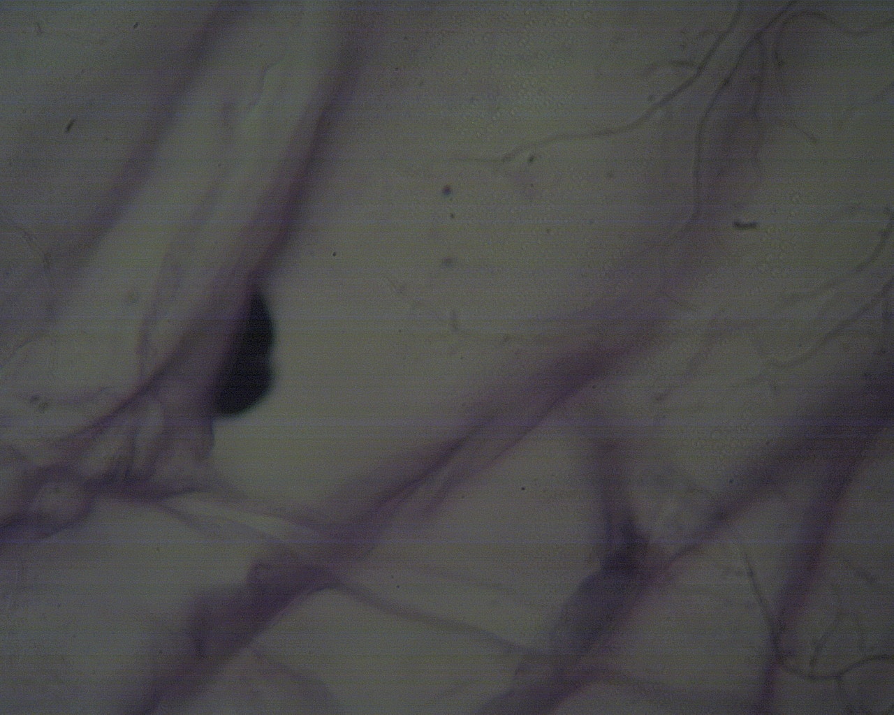 Mikroskop laboratoryjny Biotech M-100FL