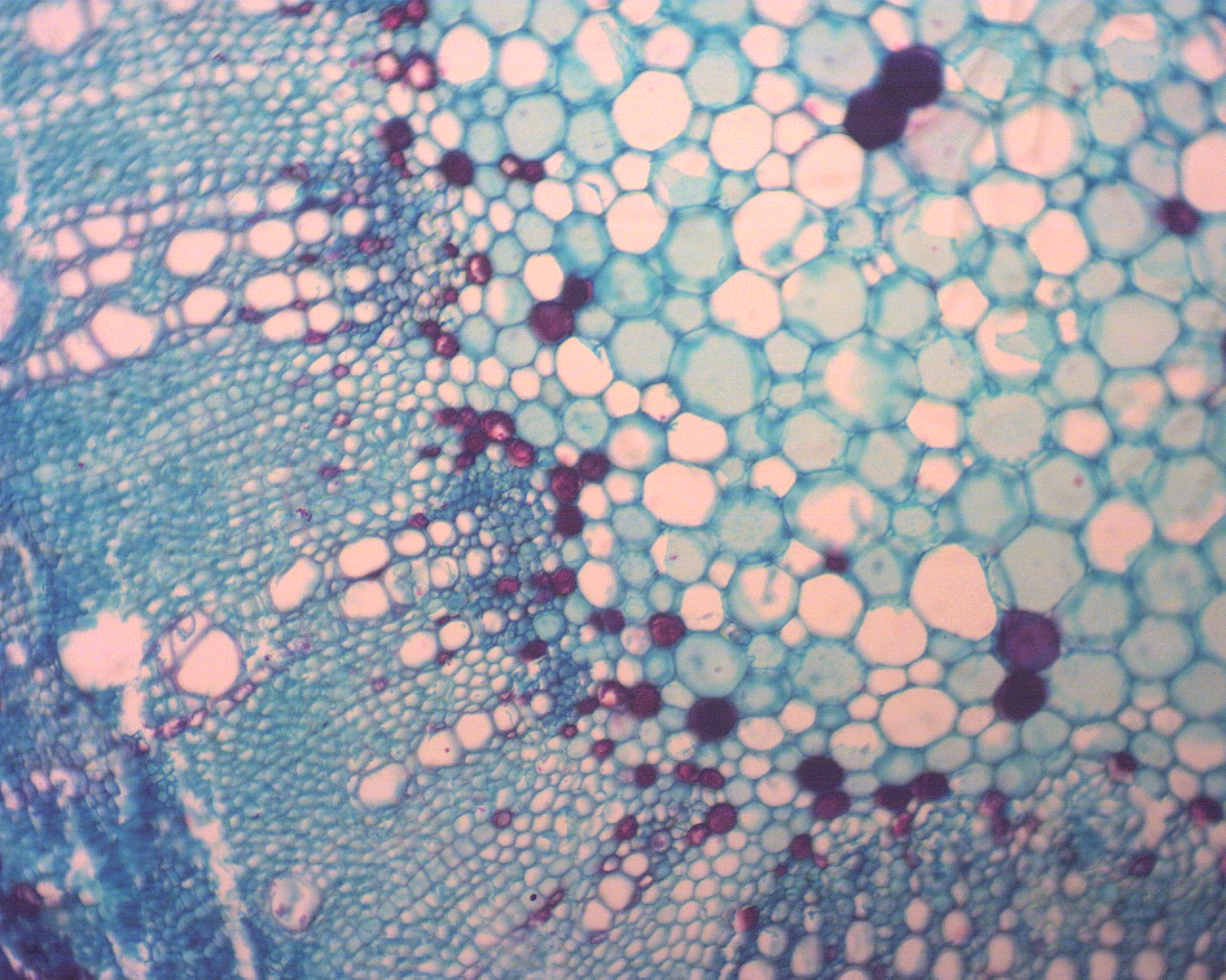 Okular elektroniczny / kamera do mikroskop�w TPL MicroCam 1,3 mln pikseli 1280x1024