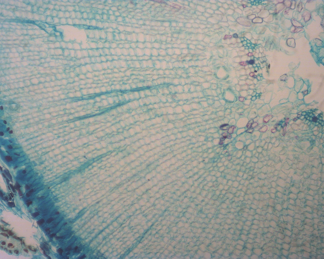 Mikroskop laboratoryjny Biotech M-100FL