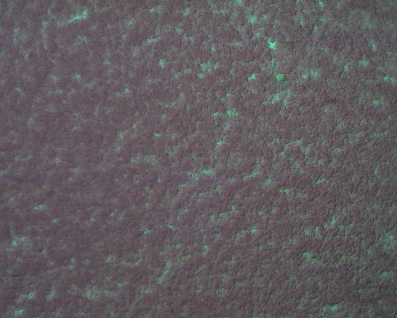 Mikroskop laboratoryjny Biotech M-100FL