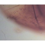 Część narządu gębowego motyla Część narządu gębowego motyla