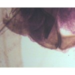 Część narządu gębowego motyla Część narządu gębowego motyla