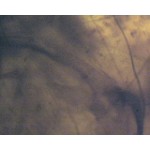 Części narządu gębowego pszczoły miodnej Części narządu gębowego pszczoły miodnej