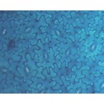 Liść bobu Liść bobu