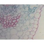 Liść bobu Liść bobu