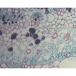 Liść gumowca Liść gumowca