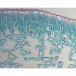 Liść jaśminu Liść jaśminu