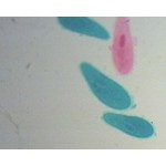 Pantofelek Pantofelek