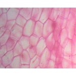 Przedrośle paproci Przedrośle paproci