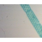 Rodza algi Rodzaj algi