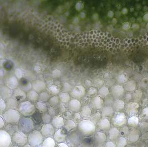 Mikroskop Bresser BIOLUX BIORIT 40x - 1280x z okularem PC