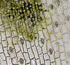 Mikroskop Bresser ERUDIT 20x - 1536x z kamer� PC VGA 640x480 i walizk�