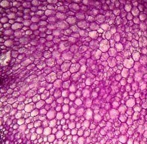 Mikroskop Bresser ERUDIT 20x - 1536x z kamer� PC VGA 640x480 i walizk�