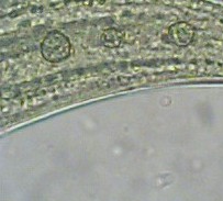 Mikroskop Bresser Junior 40x - 1024x (Visiomar) z okularem PC 320x240, preparatami i walizk�